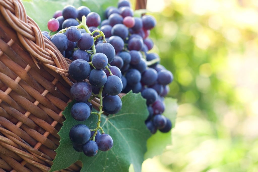 Primerjava po tržnicah: cene grozdja upadajo