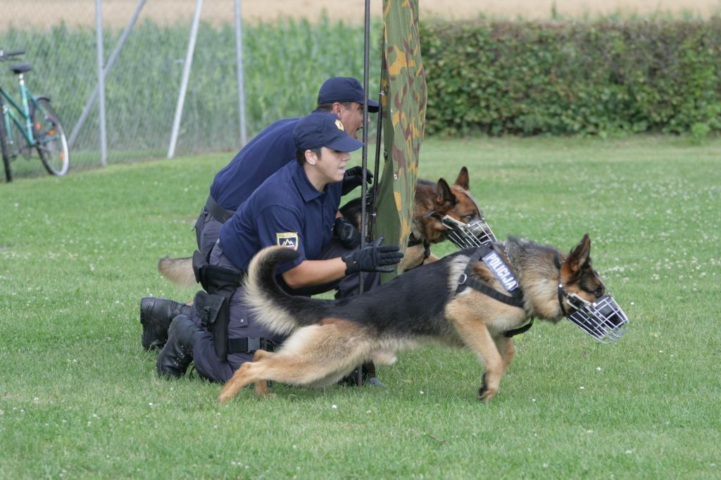 Službena policijska psa iščeta nova lastnika