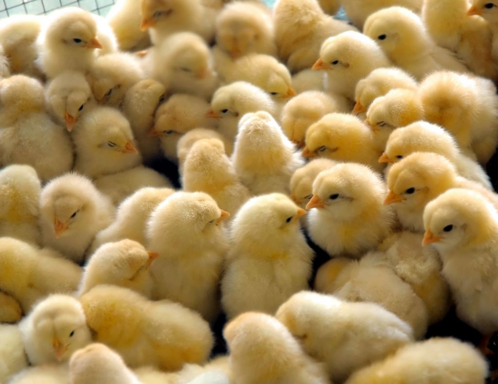 VIDEO: Piščance pakirajo v leglu umazanije