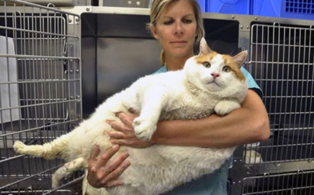 VIDEO: Mačka, ki tehta neverjetnih 18 kilogramov
