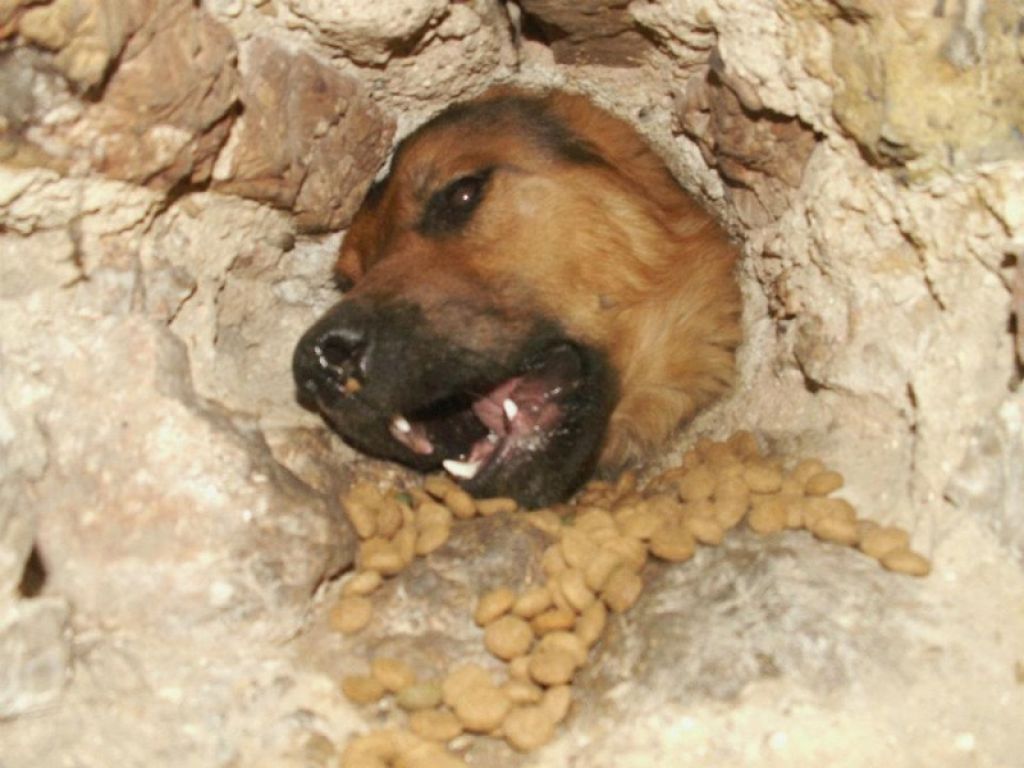 FOTO: Ugledna odvetnica zazidala na desetine živih psov