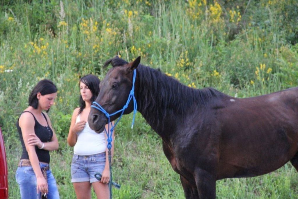 FOTO: Konj na srečo ni bil poškodovan
