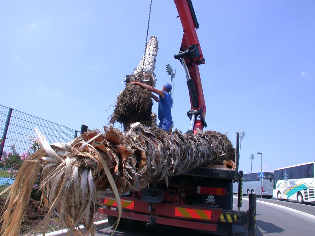 Popoviču ruvajo palme, za katere je odštel 145 tisočakov