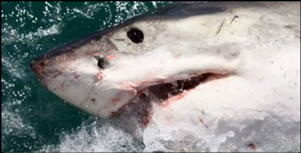 Deskarja do smrti razmrcvaril pet metrov dolg morski pes