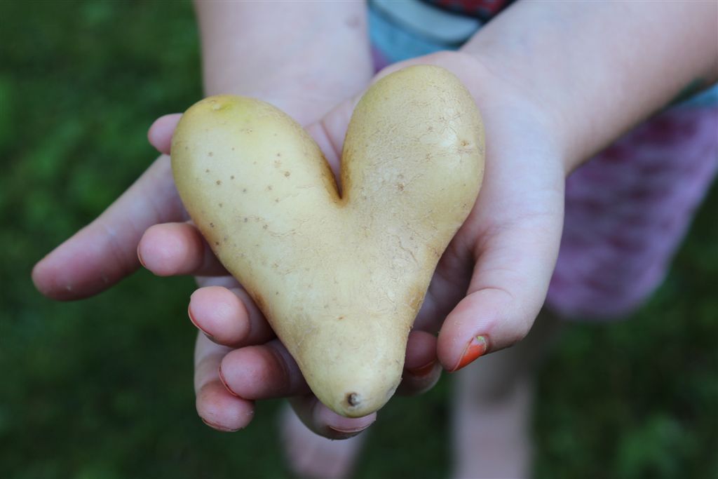FOTO: Krompir v obliki srca in korenček trojček