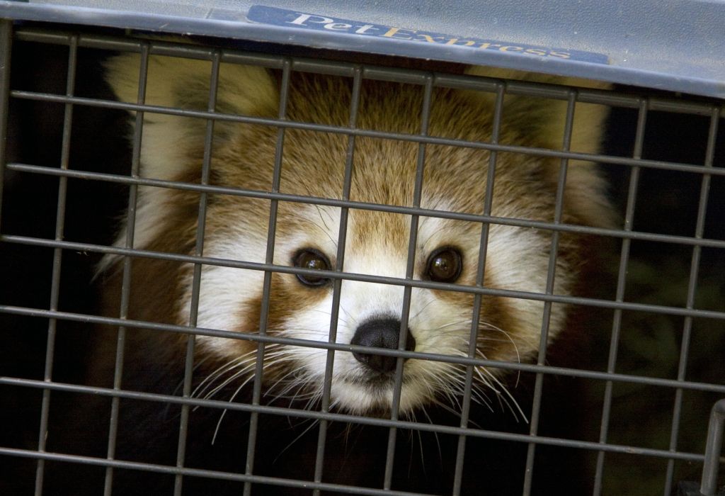 FOTO: V živalskem vrtu dobili samičko mačje pande