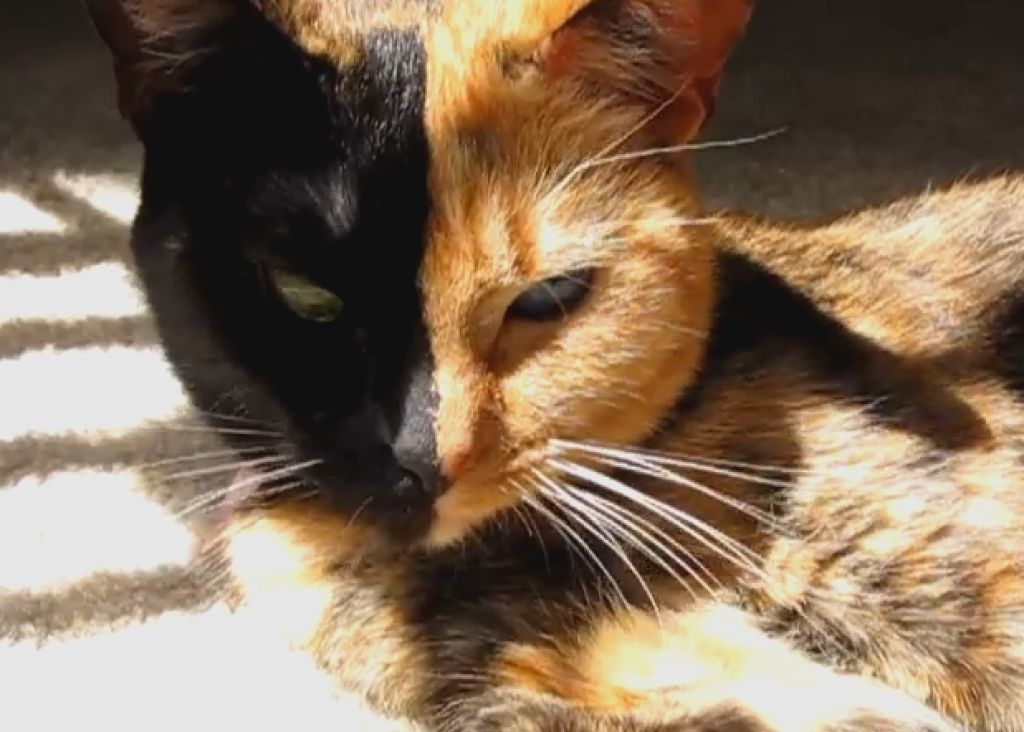 VIDEO: Venus je mačka z dvema obrazoma