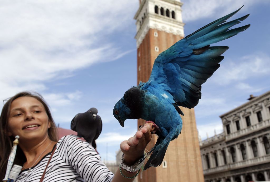 Rdeči golobi sredi Benetk