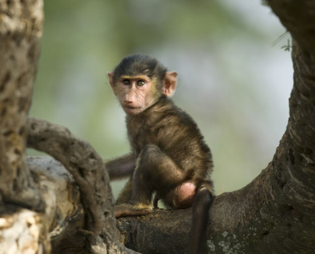 Opica v živalskem vrtu dojenčku odtrgala modo
