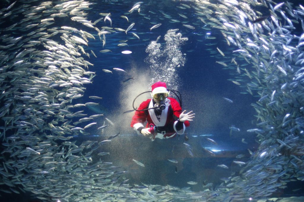 FOTO: Božiček plaval s sardelami