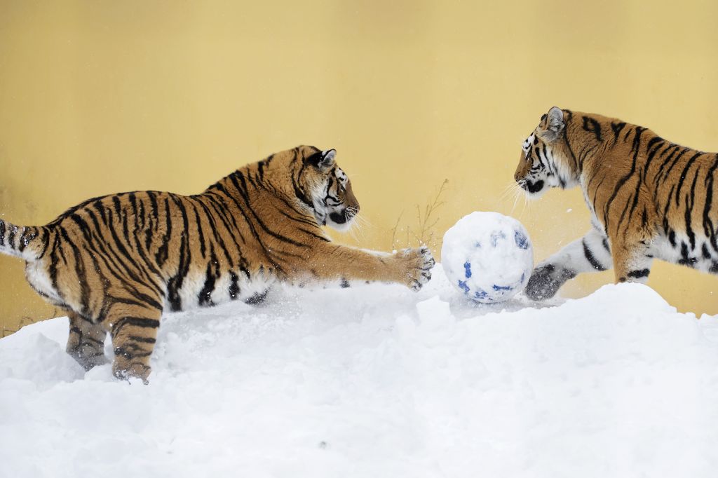 FOTO: Tigrici na snegu igrata nogomet
