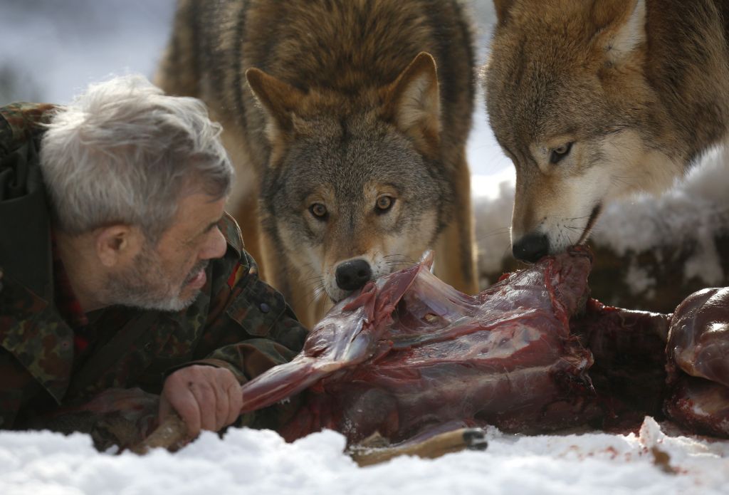 FOTO: Volkovi mu hrano jemljejo iz ust
