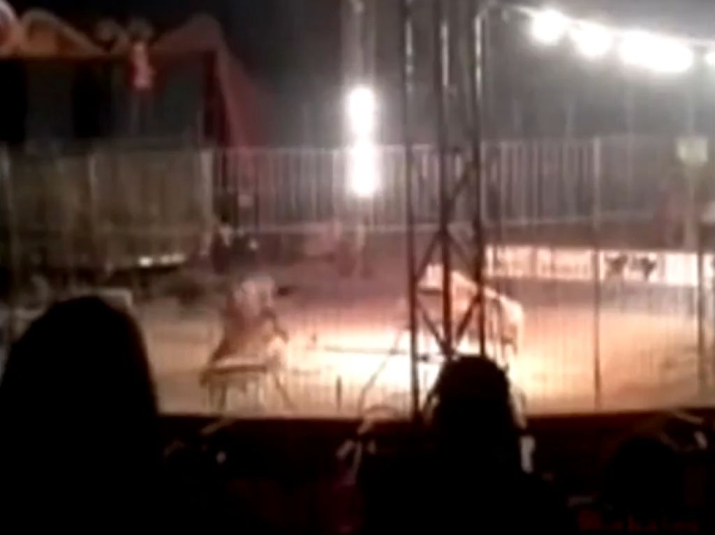 VIDEO: Tiger pred očmi gledalcev raztrgal dreserja