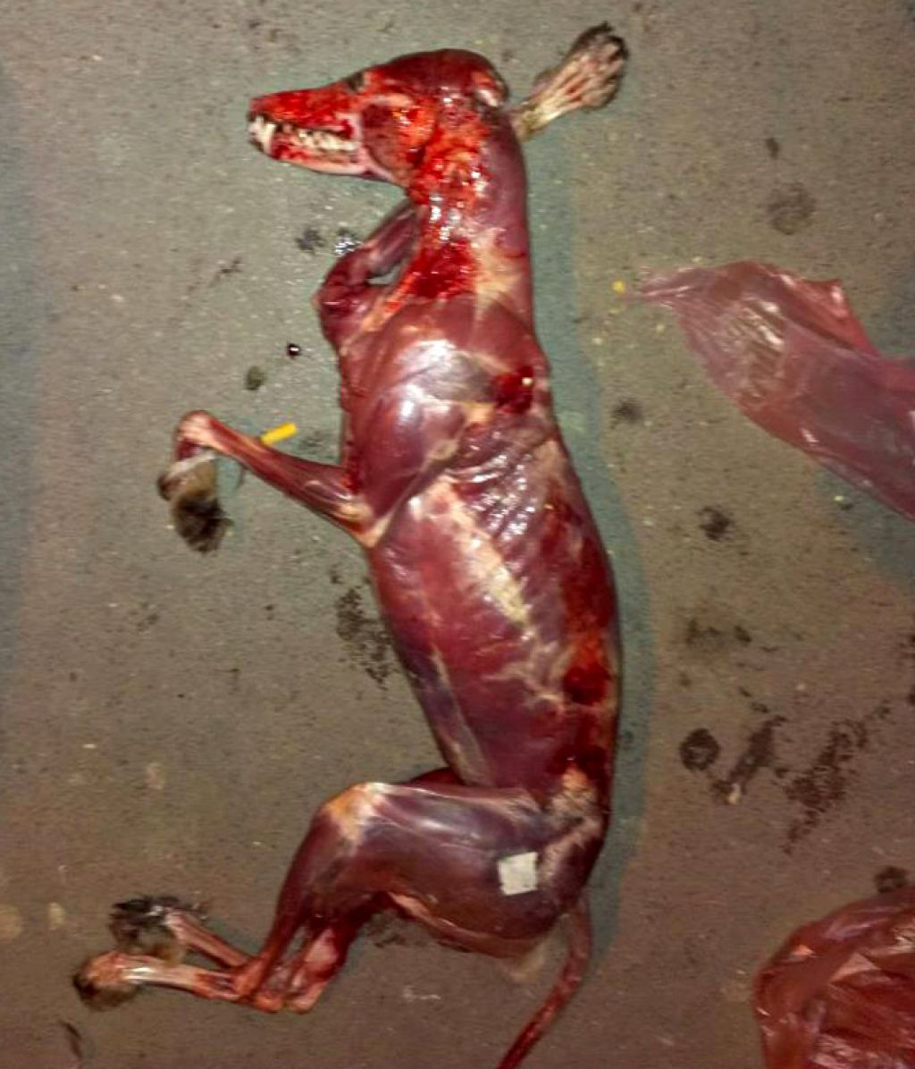 Pošastno dejanje: psa slekel iz kože in ga odvrgel za koš