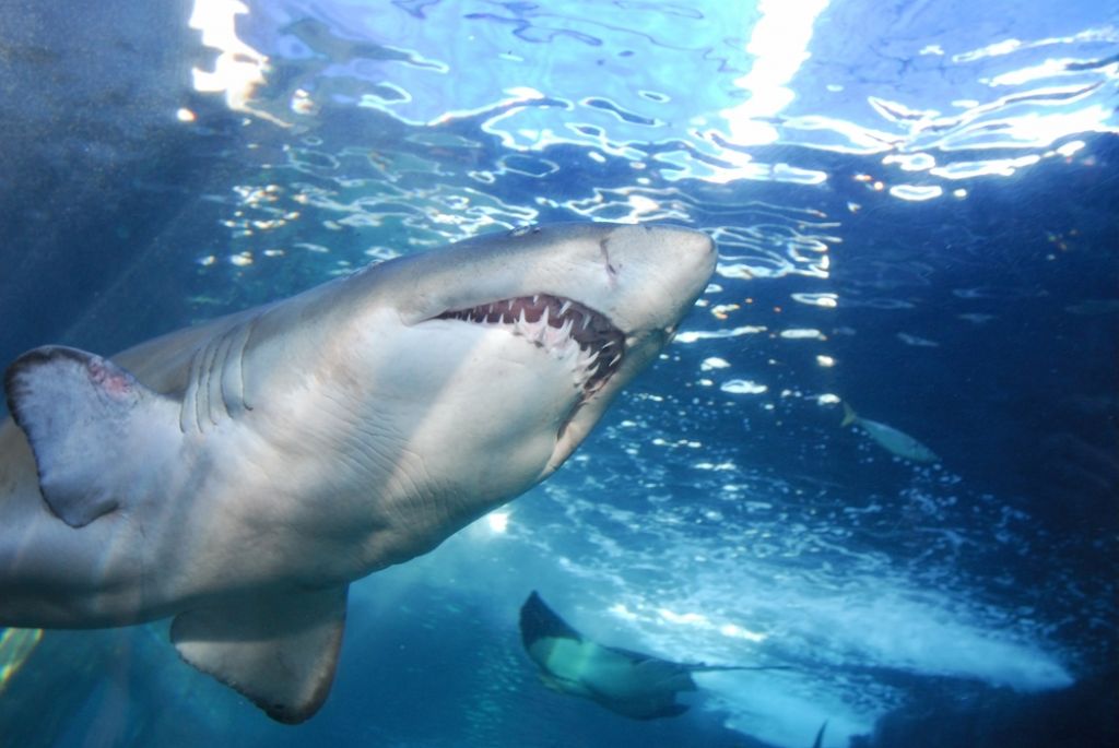 VIDEO: Tik ob obali Floride plava  kar 15.000 morskih psov