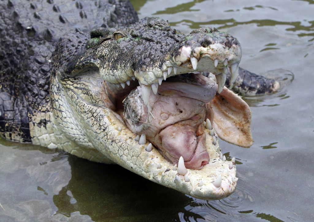 FOTO: Krokodil pojedel celo prašičjo glavo