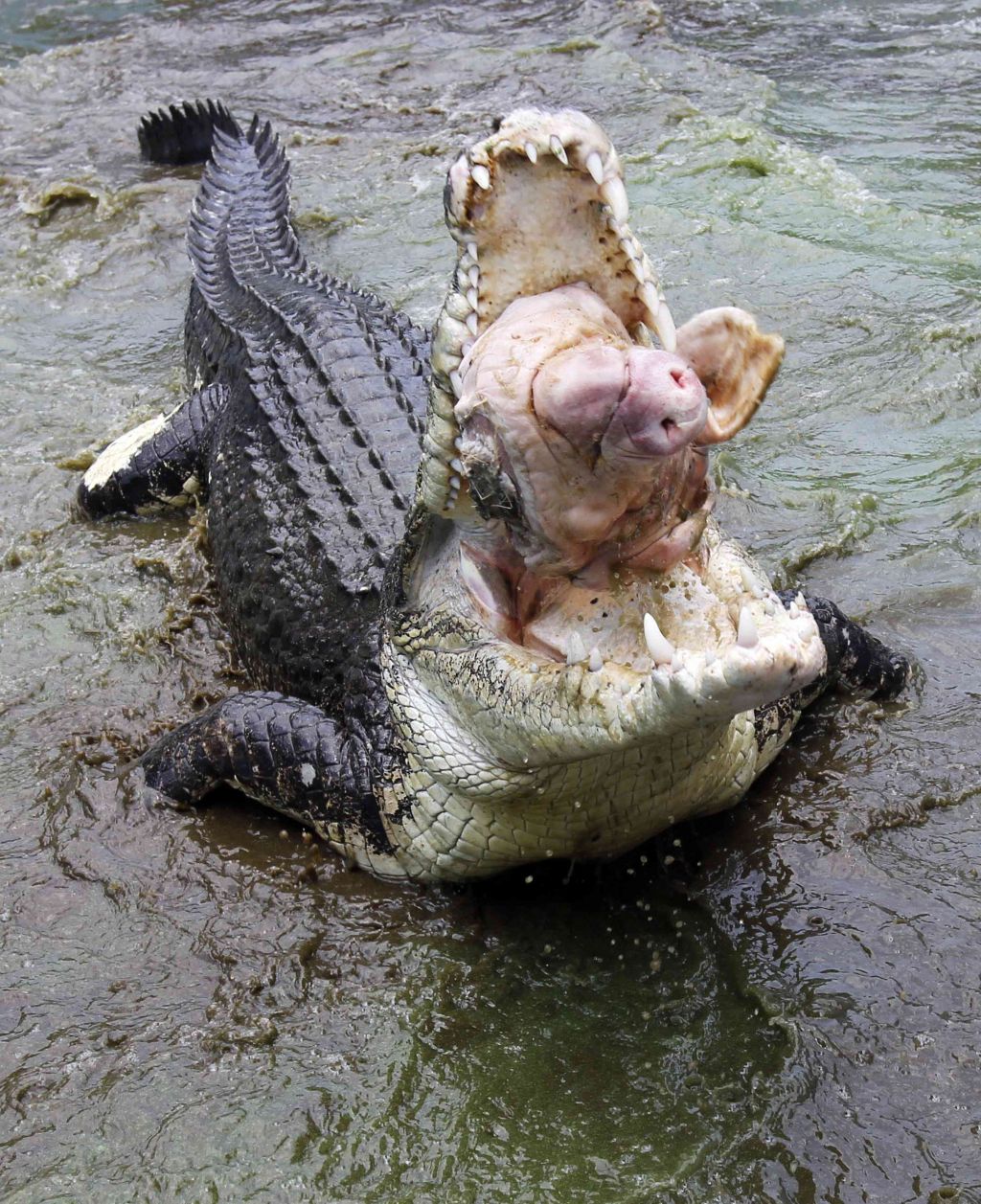 Ubil krokodila, ki mu je požrl nosečo ženo