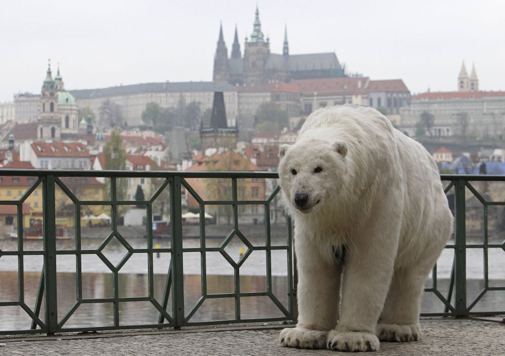 FOTO: Polarni medved okupiral praške ulice