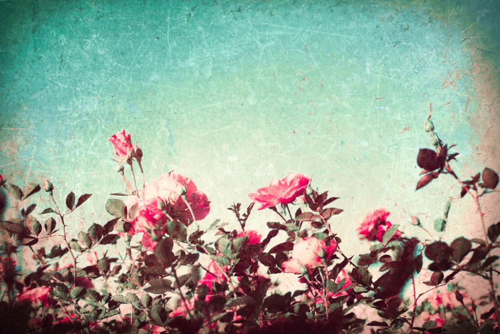 Vrtnica, njena rožna kopel