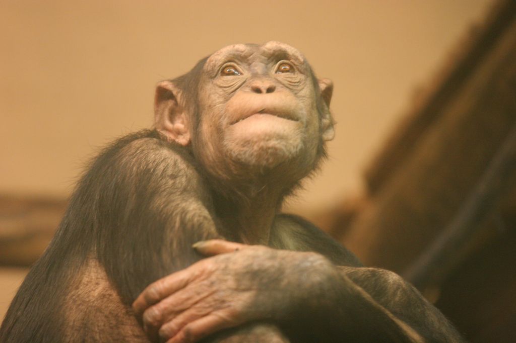 Šimpanz pretepel čuvaja