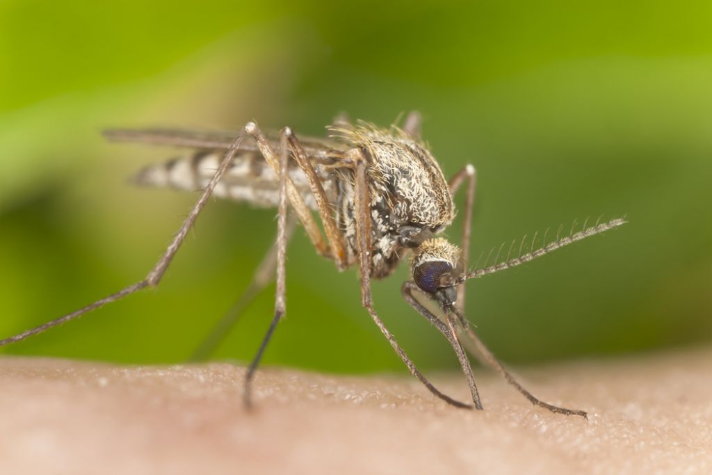 Žlička proti pikom komarjev