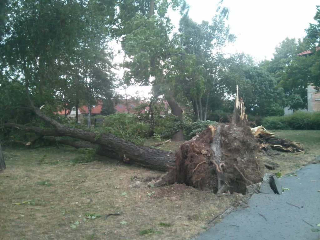 FOTO: Veter podira drevesa, nevihte se selijo na vzhod