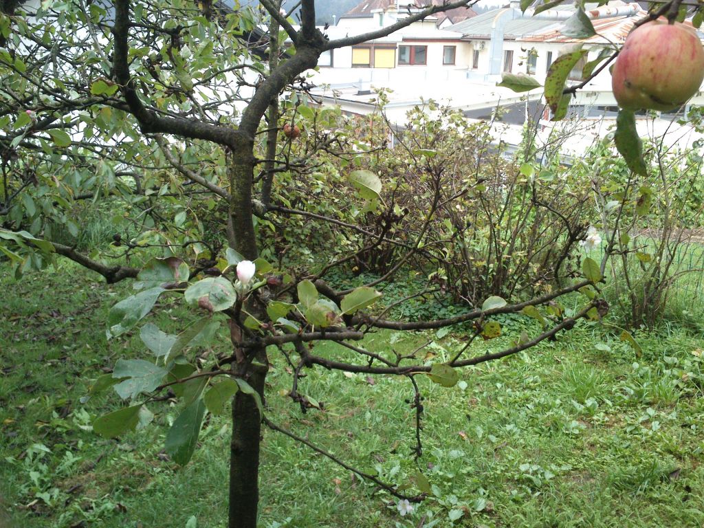 Bralcu Borutu jablane rodijo in hkrati cvetijo