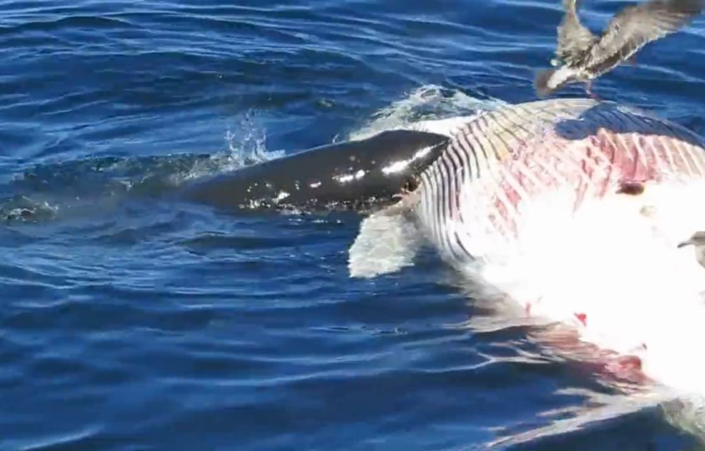 Morski psi napadli deskarje