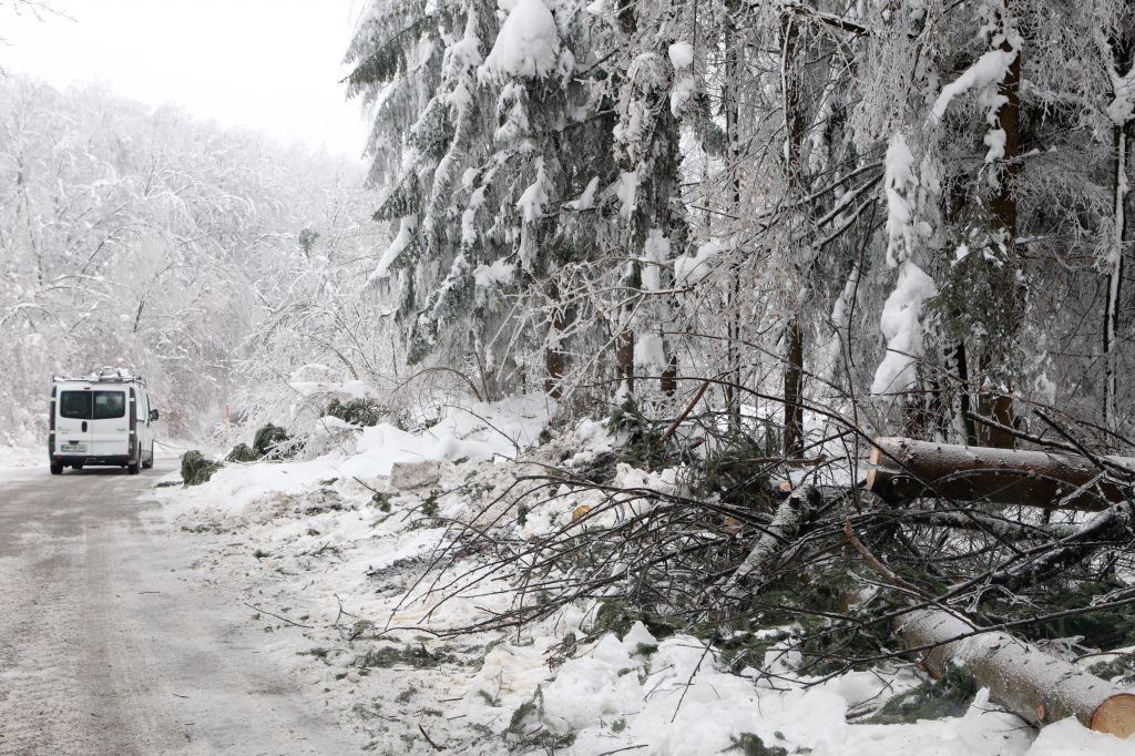 FOTO: To je največja katastrofa slovenskih gozdov doslej