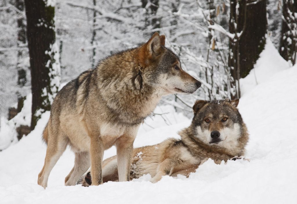 Zakaj se bojimo volkov?