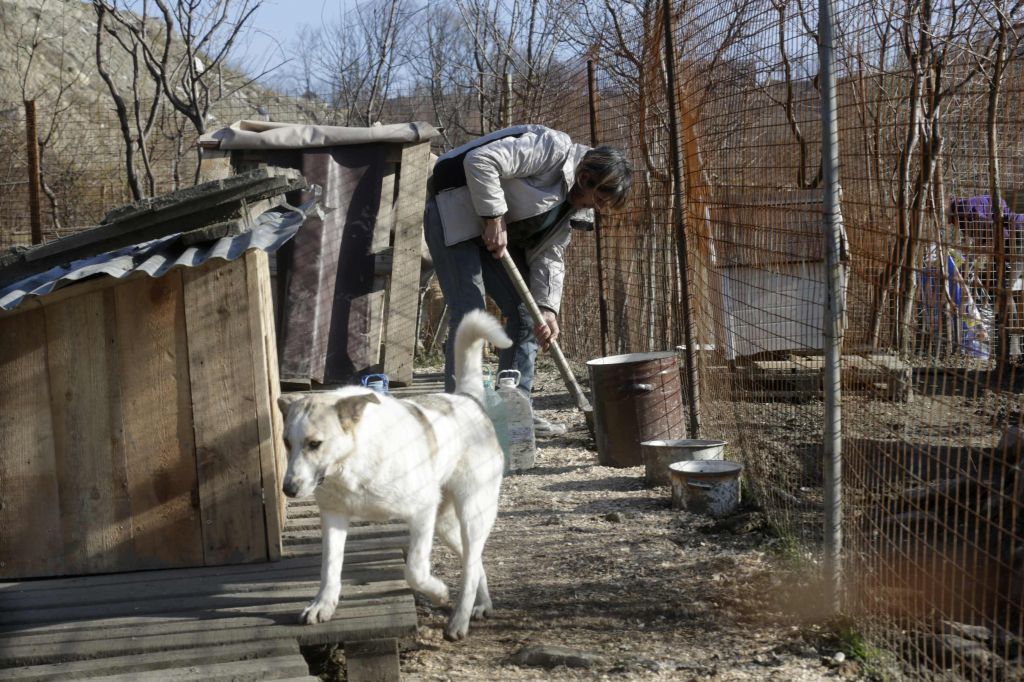 FOTO: Ruski milijarder rešil potepuške pse v Sočiju