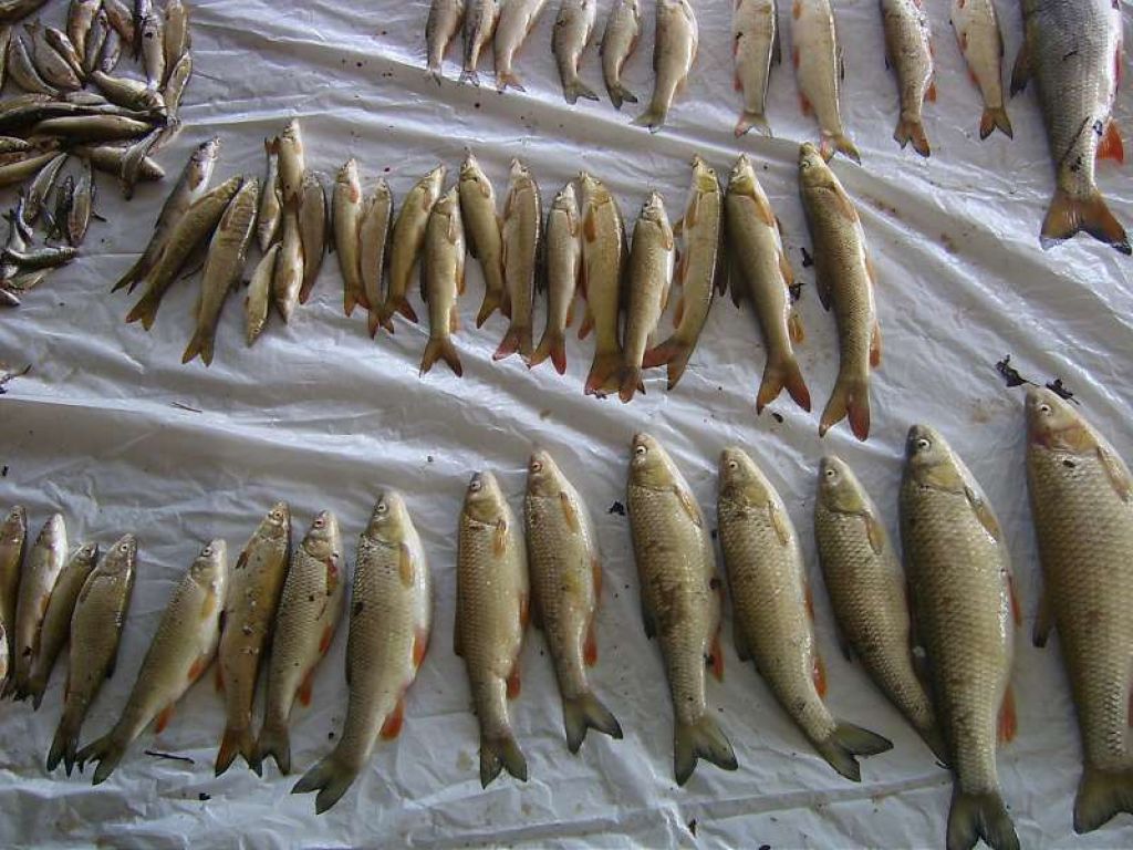 FOTO: Šempetrski ribiči pretreseni zaradi pomora rib