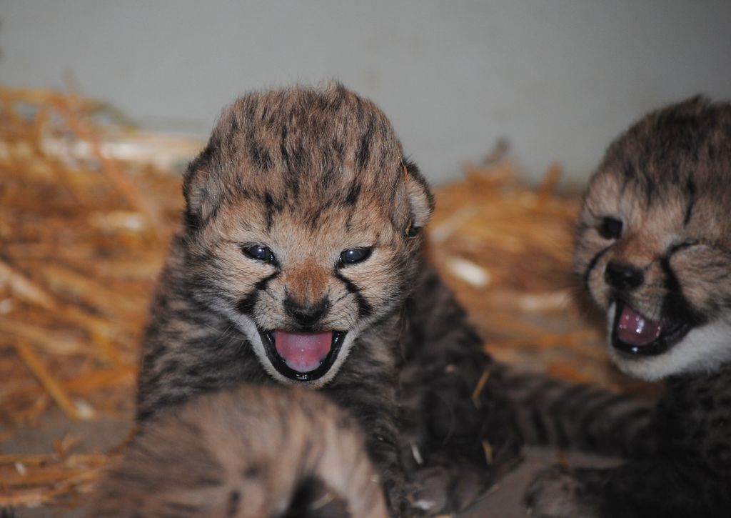 V dunajskem živalskem vrtu gepardka skotila trojčke