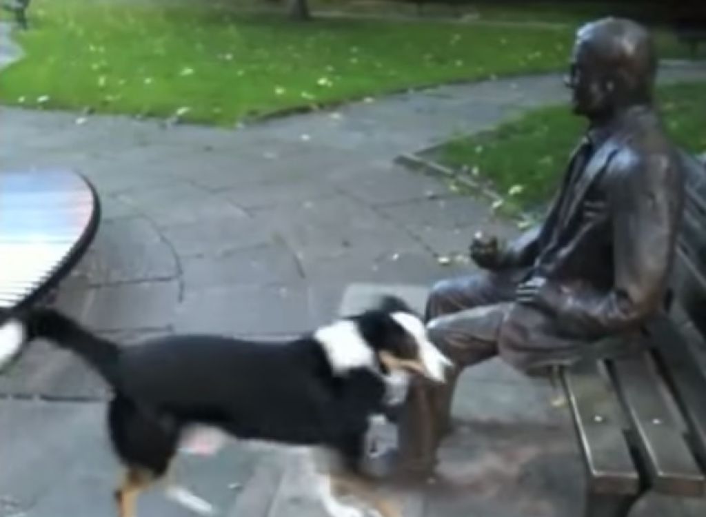 VIDEO: Kuža ne razume, zakaj se kip noče igrati