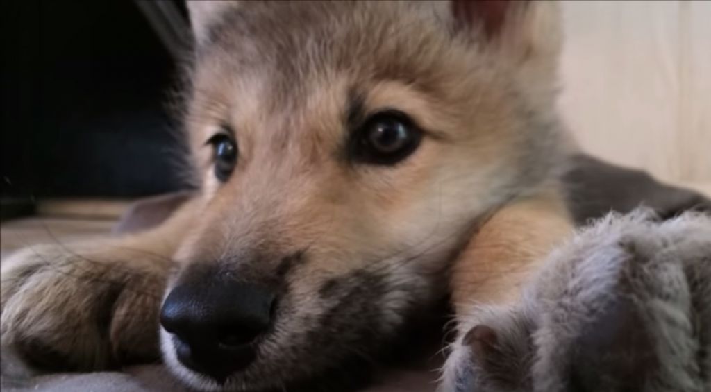 VIDEO: Ko volkec kolca