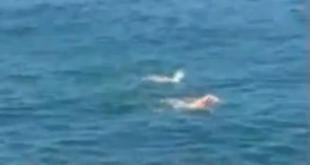 VIDEO: Plavalci bežali pred morskim psom