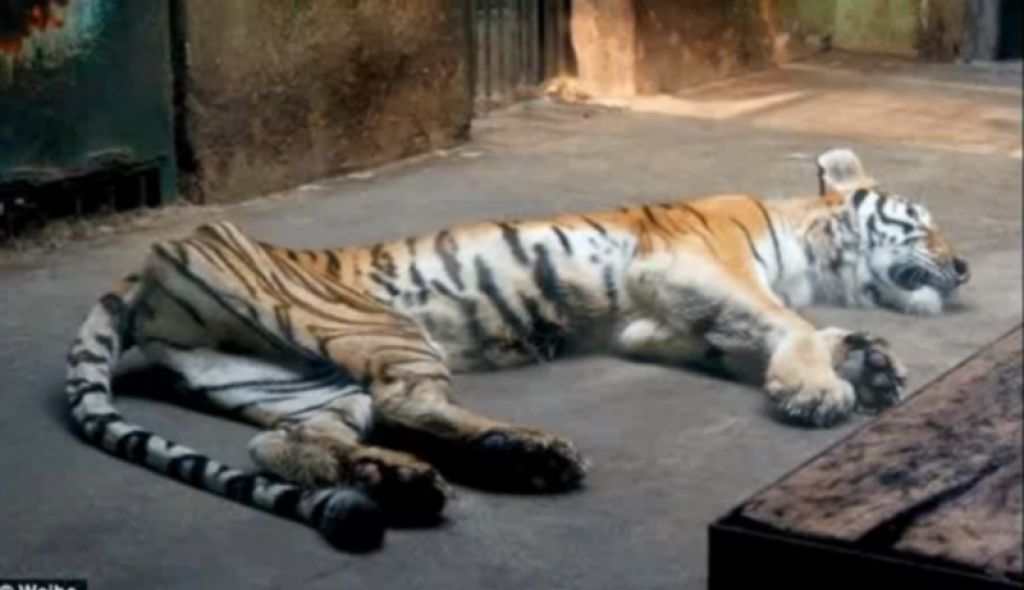 VIDEO: Obiskovalec živalskega vrta slikal sestradanega tigra