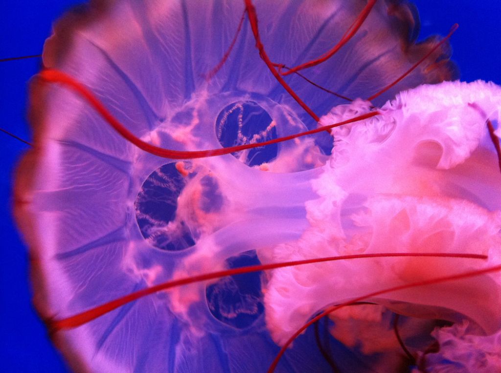 V Jadranu opazili ogromno meduzo, vas mora skrbeti?