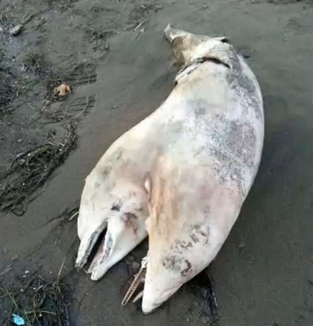 FOTO: Našli delfina z dvema glavama