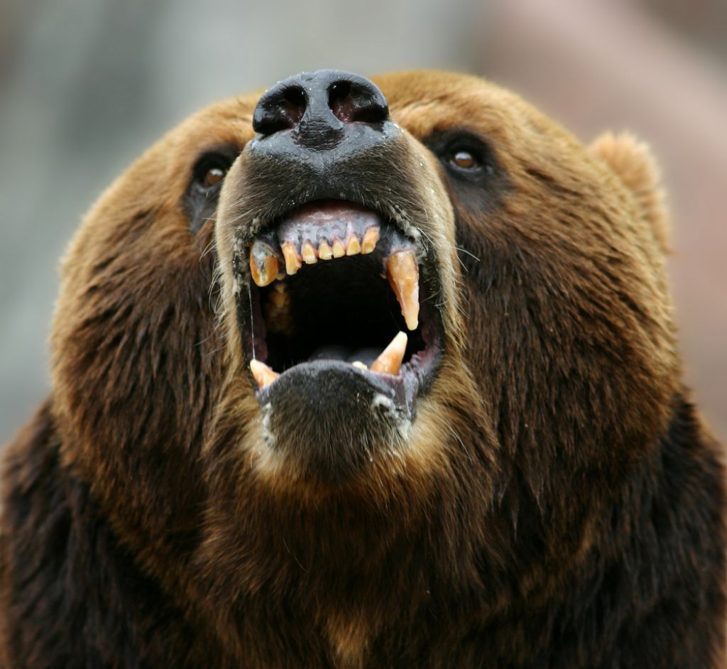 Grozi ji odstrel: slovenska medvedka Danica napadla gobarja