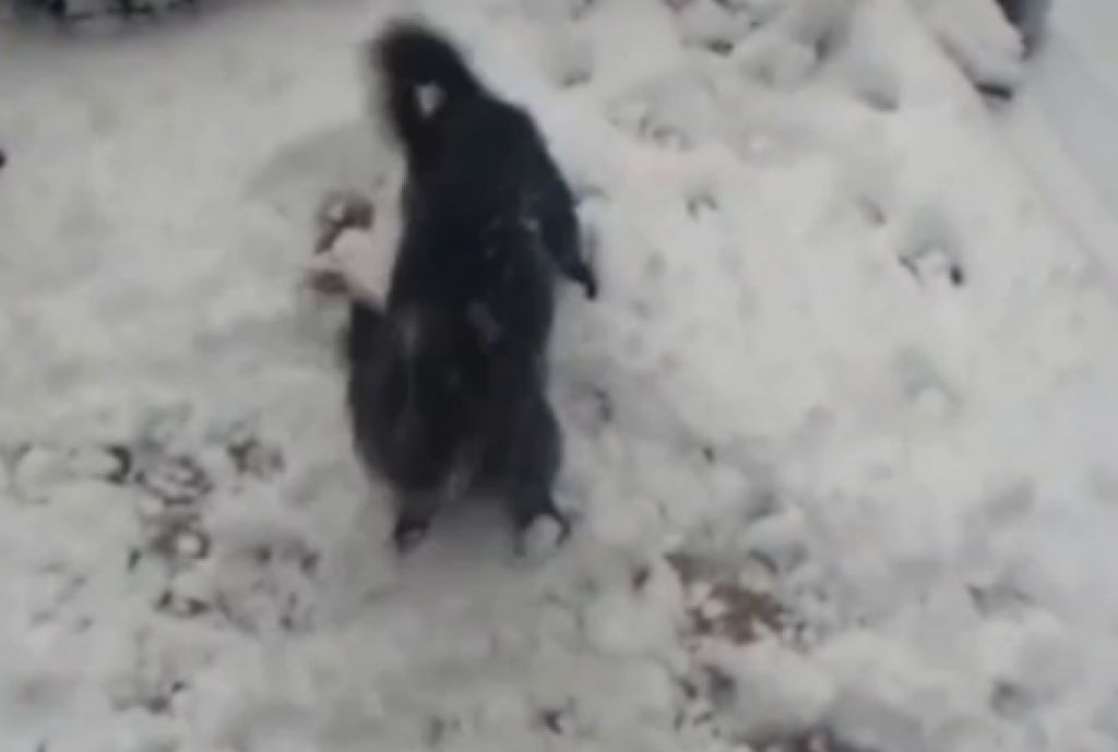 VIDEO: Ko kuža prvič vidi sneg