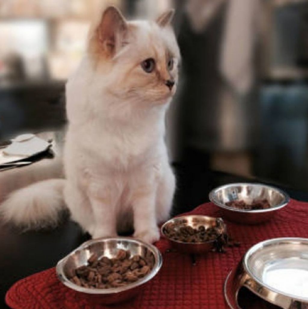 FOTO: Lagerfeldova mačka je dobila lastno kolekcijo