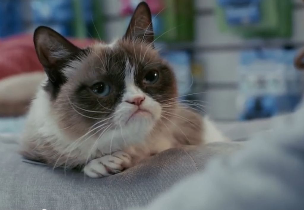 VIDEO: Najdepresivnejši mačkon dobil vlogo v filmu
