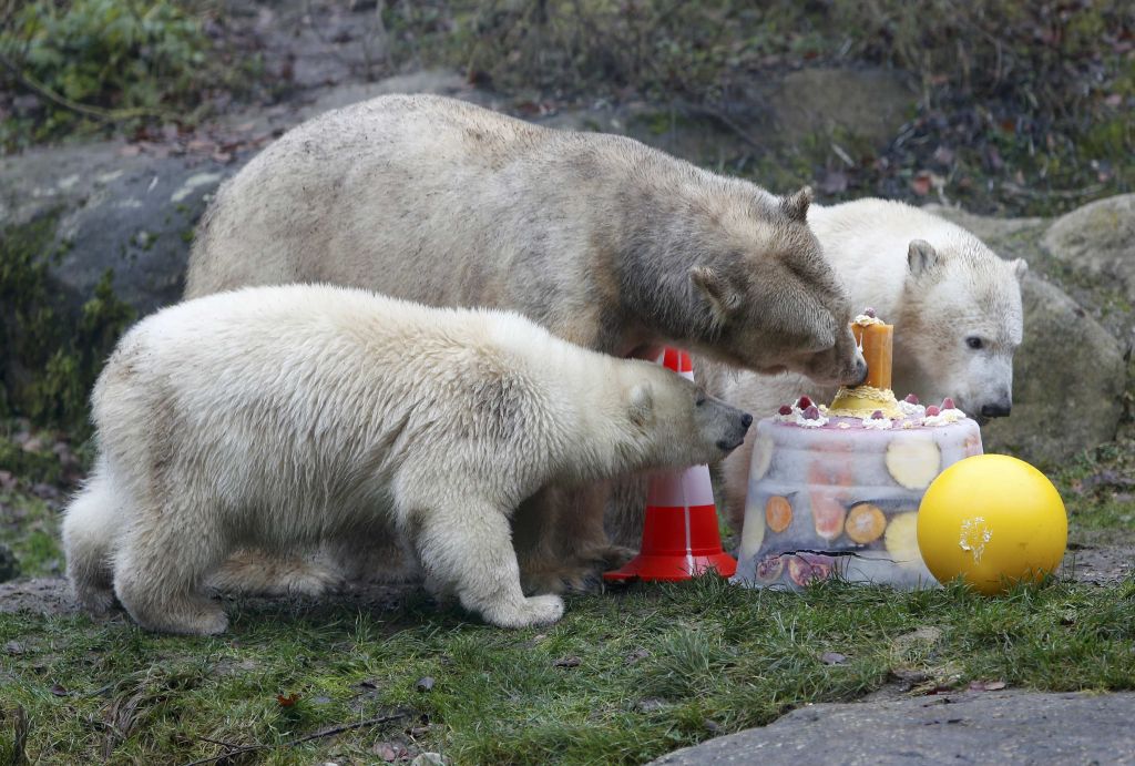 FOTO: Medvedki so se za rojstni dan sladkali in igrali