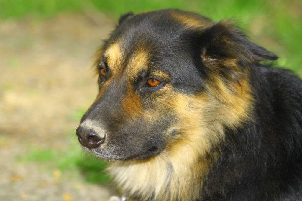 Ruska Lassie se je shirana vrnila domov