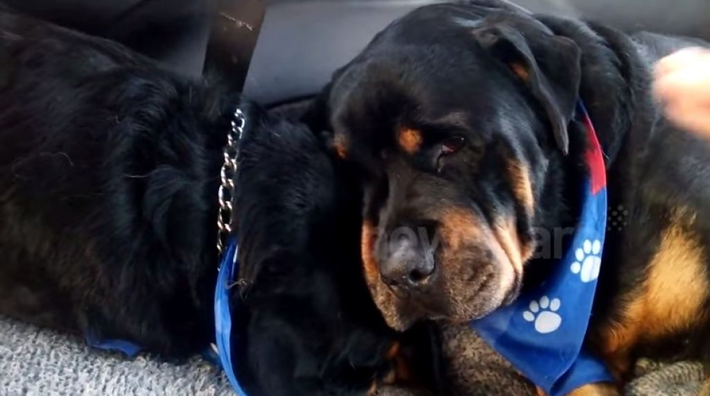 VIDEO: Ko pes zajoka ob smrti svojega brata