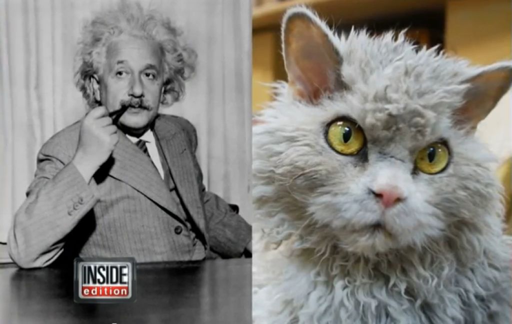 VIDEO: Maček, ki spominja na Alberta Einsteina
