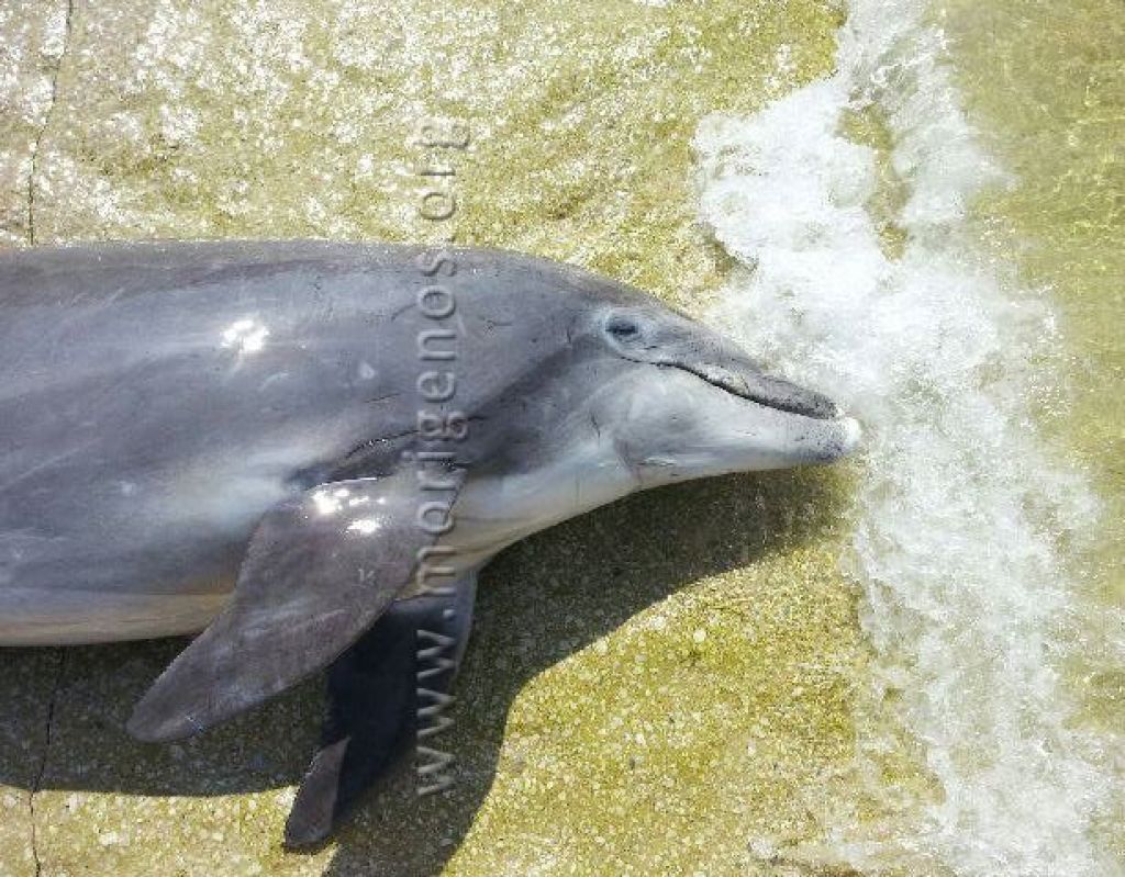 Žalostno: v slovenskem morju umrl še en delfin