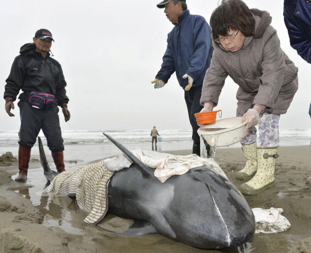 FOTO: Na obali nasedlo preko 100 delfinov