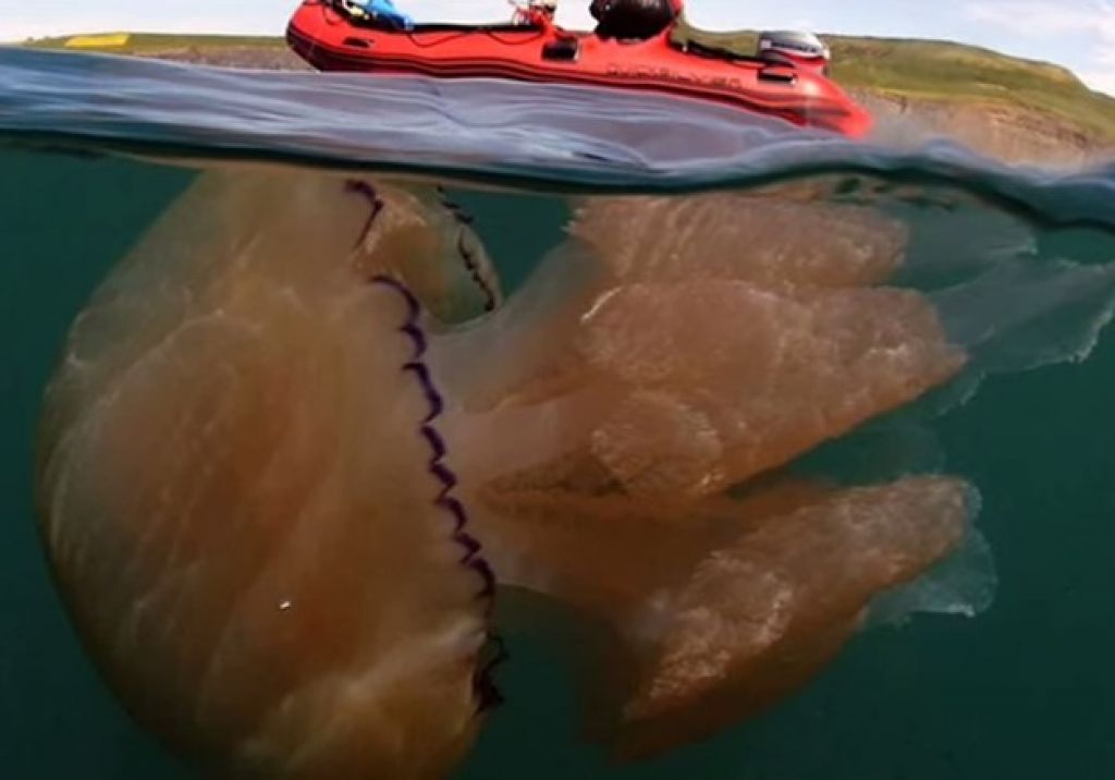 FOTO in VIDEO: Gigantske meduze obkolile obalo